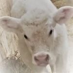 Jessie Audet - @ferme_audet_moreau - Instagram