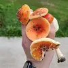jessebaca3 - @jesse.baca55 - TikTok