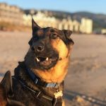 Jesse Baltazar - @jesse.leo.baltazar - Instagram