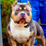 Jesse Baum - @baum_cutz - Instagram