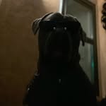 Jesse - @jesse.beaner - Instagram