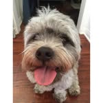 Jesse Bear - @jbearthedog - Instagram