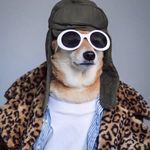 Jesse Bedard - @jestercus - Instagram