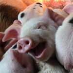 Jess Bernstein - @wonderfarm.wi - Instagram