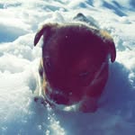 jesse billings - @jessebillings12 - Instagram