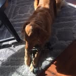 🐶🐶🐶🦴Jesse Blasavage🦴🐶🐶🐶 - @jesseblasavage - Instagram