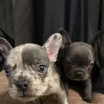 Jesse Boyd - @frenchconnection_clt - Instagram