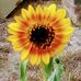 Jessie Breeden - Facebook