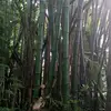 Lui Shirosagi - @jessecanales2 - TikTok