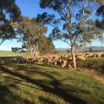 Jesse Catt - @glenford_farms - Instagram