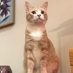 Jesse - @jesse_cattox - Instagram