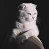 Jessie - @jessecattt - TikTok