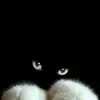 Jessie Cavanaugh - @jessie.cavanaugh1 - TikTok