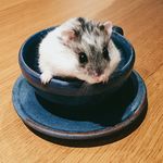 King Jesse Chadwick McFlingus - @sir.king.jesse - Instagram