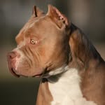 Jesse Cloud | Cloud9BulliesAZ - @cloud9bulliesaz - Instagram