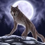 Jesse Colbert - @wolfboy1400 - Instagram