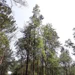 Jesse Conte - @nakhlatuk - Instagram