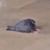 Jesse Coulter - @jesse5687347 - TikTok