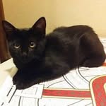 Jesse Cramer - @jessewolf1369 - Instagram