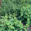 jesse.abedeen - @jesse.abedeen - TikTok