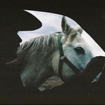 Jesse Lynn Dell - @highmountainhomestead - Instagram