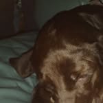 Jesse Dillon - @jesse.dillon.1800 - Instagram