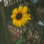 Jesse Dion - @jessedion1 - Instagram