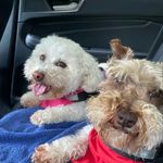 Jessie and Edelman - @adventuresofjessieandeddie - Instagram