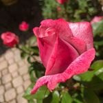 Jesse Ennis - @jesses_garden_landscaping - Instagram