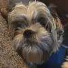 Jesse Field - @never.had.freinds - TikTok