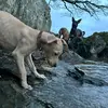 Jesse Fitch - @thefitchhounds - TikTok