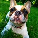 Джесси - @jesse_friendly_bulldog - Instagram