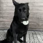 Джессі🖤 - @jesse_german_shepherd - Instagram
