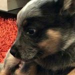 jesse Gilbert - @the_king_of_all_noobs - Instagram
