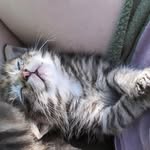 Jessie Goodsell - @jessiesfosterkitties - Instagram