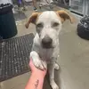 Jess’ grooms - @jessrosesgrooming - TikTok