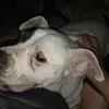 big_d420 - @jessehare7 - TikTok