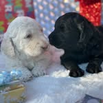 Jesse Hauser - @standard_poodle_az - Instagram