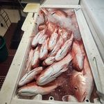 Jesse Heiser - @the_mackerel_factory - Instagram