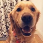 Jesse Helm - @jessebear_golden - Instagram