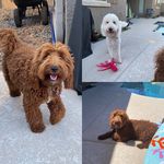 Jesse Hinds - @roseanddutchess_golden.doodles - Instagram