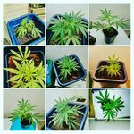 Jesse Cruiz Hobson - @l8trhoo267 - Instagram