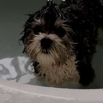 Jesse🐶 - @jesse_11_hurd - Instagram