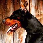 Jesse Johnson - @divinity_dobermann - Instagram