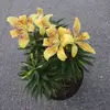 jessejunebug - @jessejunebug - TikTok