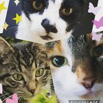 Jesse kitty Justus Jimmy - @mijn.katten.jkjj - Instagram