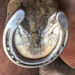 Jesse Kearns Farrier Services - @jessekearnsfarrierservices - Instagram