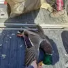 Jesse Killion - @jesse.killion0 - TikTok