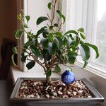 Jesse Killion - @marlboroughbonsai - Instagram