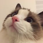 Amy - @jesseleoao - Instagram